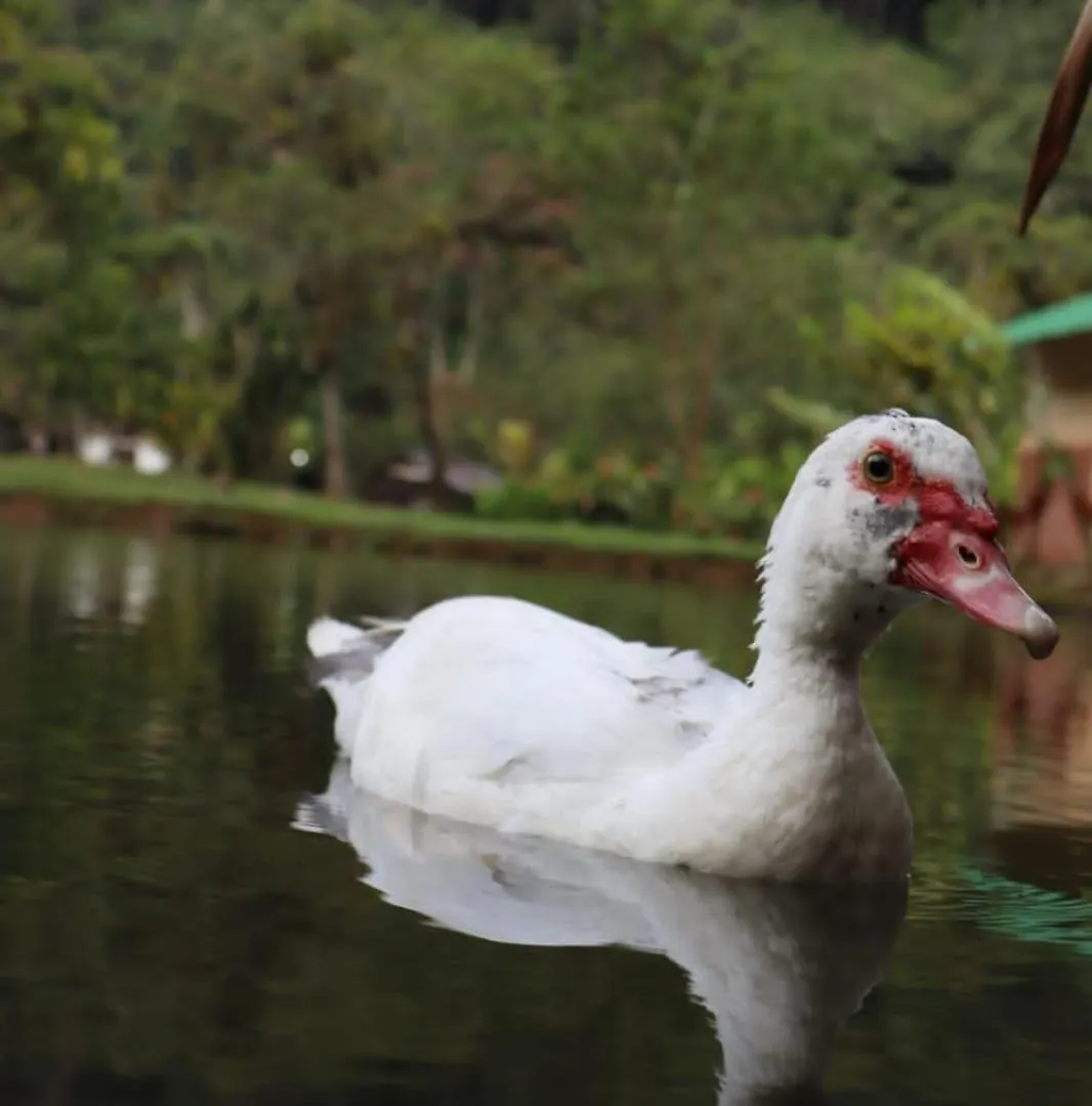 Campsite Sapiens House Cabana Del Lago 3 Cali Colombia